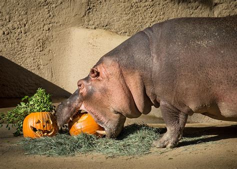 "Boo at the L.A. Zoo" Begins Oct 5 With New Shows, Animal Activities, and VIP Experiences, Every ...