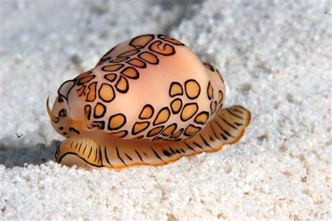 Flamingo tongue snail - Alchetron, The Free Social Encyclopedia