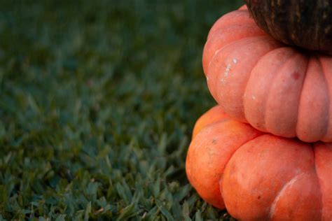 Free Images : pumpkin, halloween, grass, harvest, winter squash ...