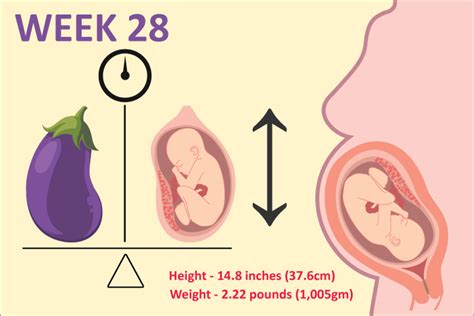 28 Weeks Pregnant: Symptoms, Baby Development And Changes