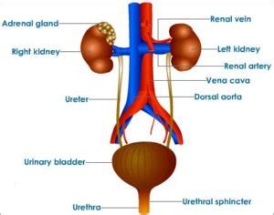 Human Excretion: Excretory System, Kidneys, Videos, Solved Question