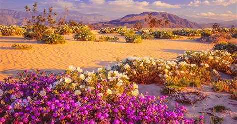 6 Best Hotels in Borrego Springs. Hotels from $69/night - KAYAK