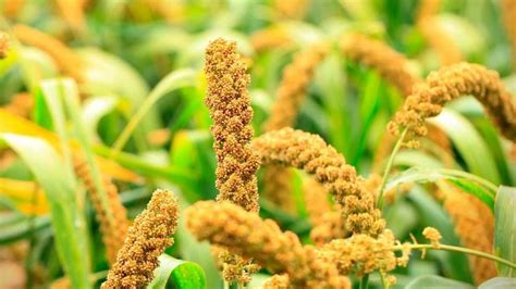 International Year of Millets - Krishi Jagran