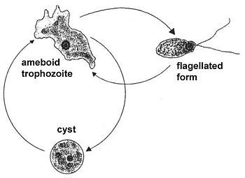 Naegleria fowleri - encyclopedia article - Citizendium