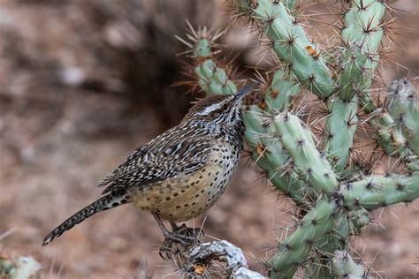 CIVANA Wellness Resort and Spa | Explore the Wildlife of the Sonoran Desert