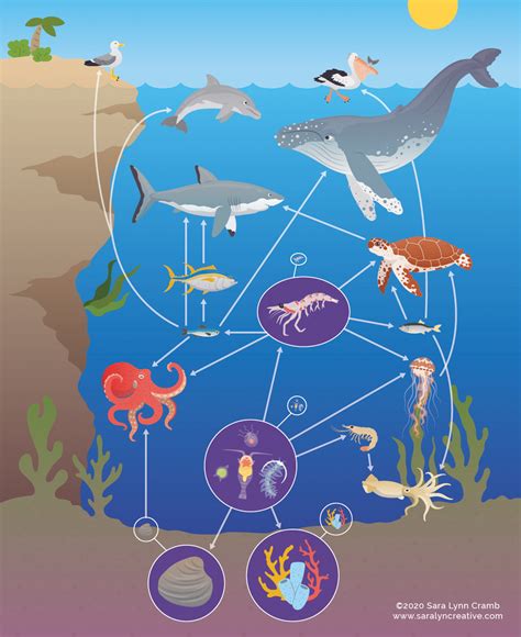 Marine Ecosystem Animals