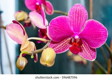 313 Waling Waling Orchids Images, Stock Photos, 3D objects, & Vectors ...