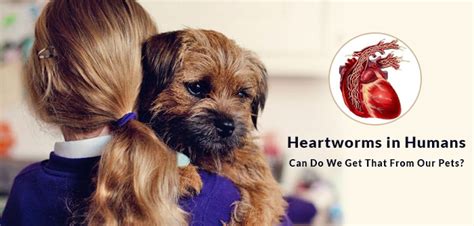 Can Humans Get Heartworms from Dogs? Cure Heartworms Now