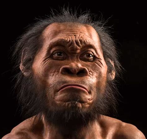 Homo naledi Walked Earth More Recently than Thought | Paleoanthropology | Sci-News.com