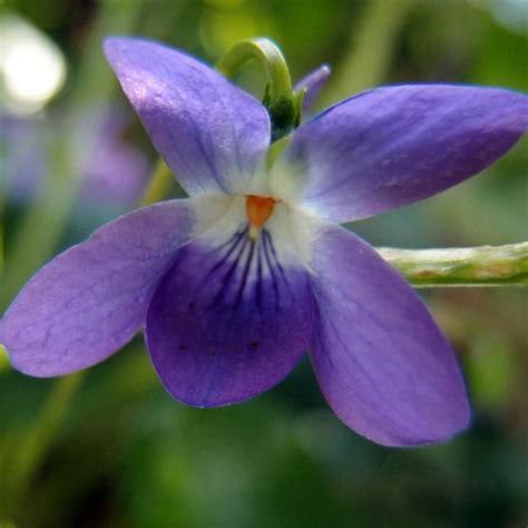 How I use herbs - sweet violet