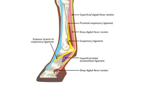 Positive Outcome in Appeal in Case Concerning a Horse With a Chronic Tendon Problem - European ...