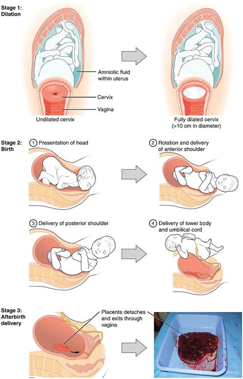 Childbirth | Lifespan Development