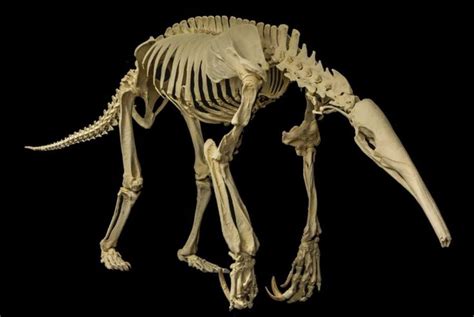 giant anteater skeleton - Google Search | Animal skeletons, Animal bones, Animal skulls