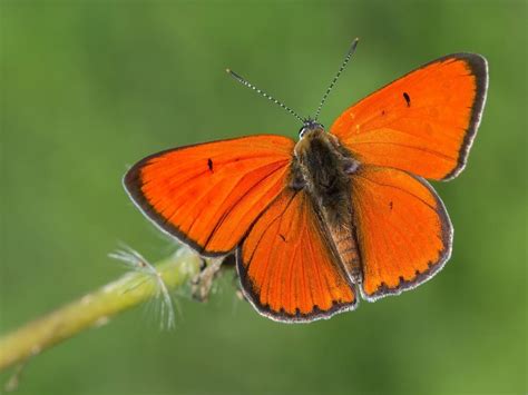 Large Copper | Butterfly Conservation