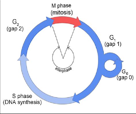 The cell cycle (G0 = Cell is resting, G1 = RNA and proteins are made, S... | Download Scientific ...