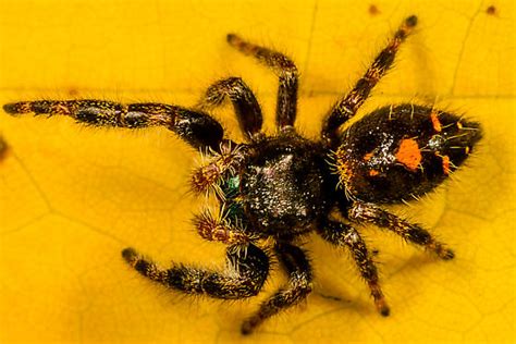 daring jumping spider, or bold jumping spider, Phidippus audax ...