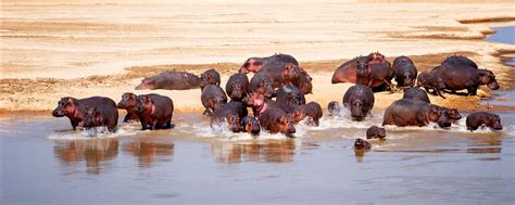 Zambia's Best Safari Experiences | Best Safari To Do's In Zambia