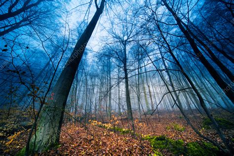 Foggy forest - Stock Image - F037/3125 - Science Photo Library