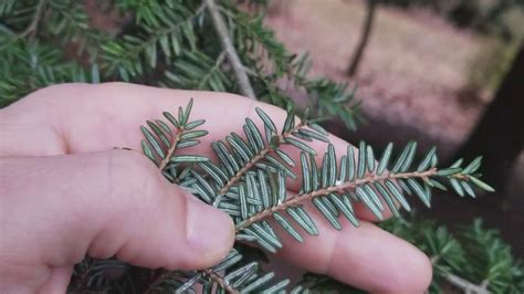 How Can You Tell The Difference Between Pine And Hemlock? The 10 Correct Answer ...