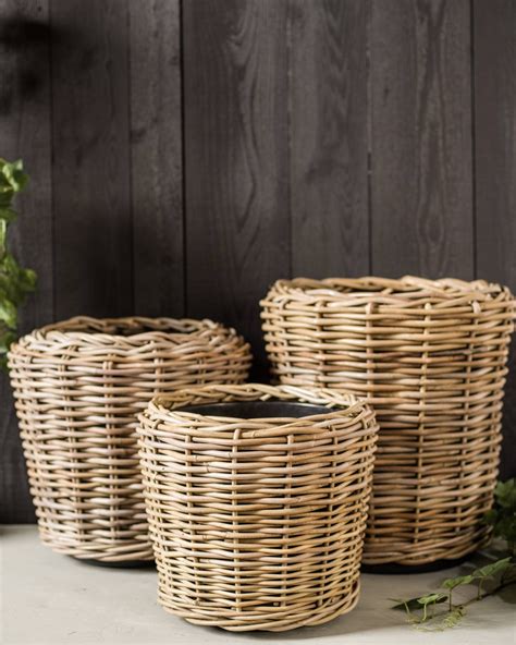 Stunning Rattan Basket Plant Draping Vine Plants