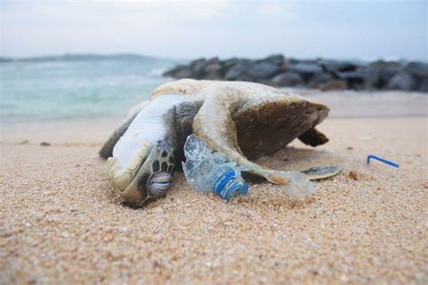 How to reduce plastic pollution while travelling and why it is important