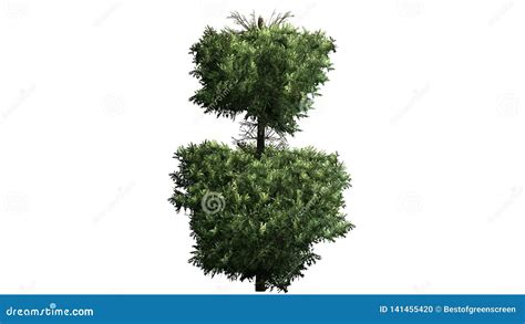 Boxwood Topiary in Detail View Stock Illustration - Illustration of ornamental, nature: 141455420