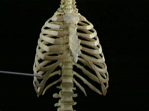 The bones of the thorax | Acland's Video Atlas of Human Anatomy