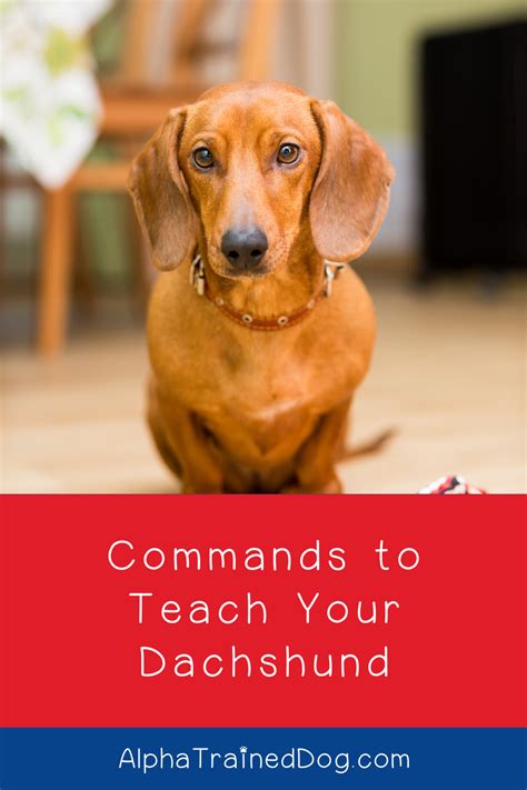 5 Easy Commands to Teach Your Dachshund - Alpha Trained Dog | Puppy ...