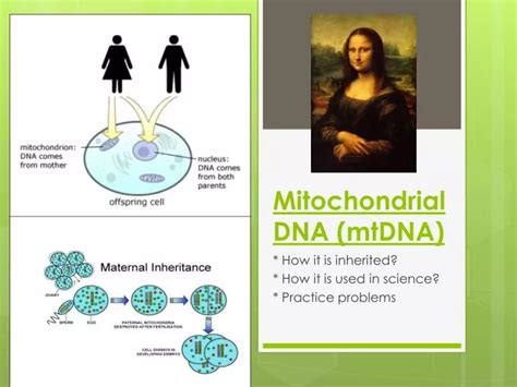 PPT - Mitochondrial DNA (mtDNA) PowerPoint Presentation, free download - ID:3867202