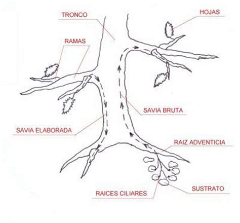 La nutrición de las plantas y la fotosíntesis