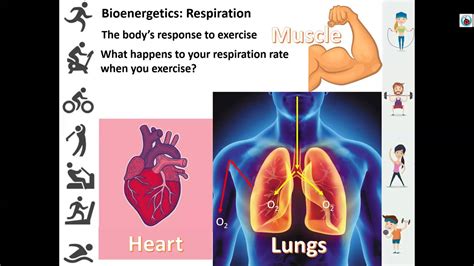 Bioenergetics Respiration Lesson 4 - YouTube