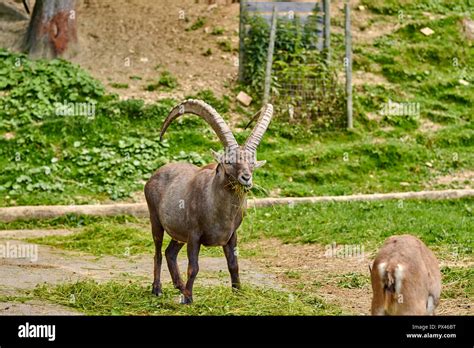 Alpenwildpark in Bregenz (Pfänder Stock Photo - Alamy