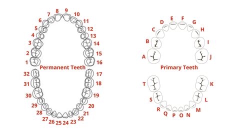 Tooth Numbering System Palmer