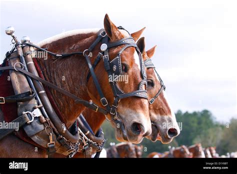 Portrait of pair of Belgian draft horses in harness Stock Photo - Alamy