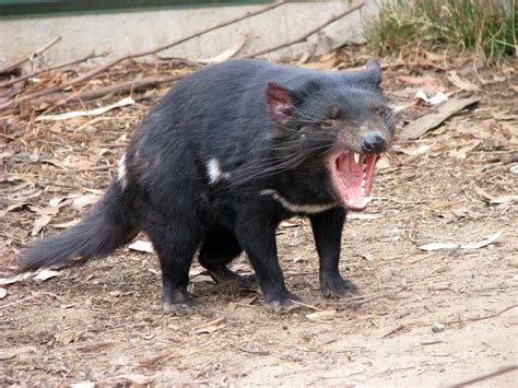 Tasmanian Devil Animals What Is The Habitat Of The Tasmanian Devil ...