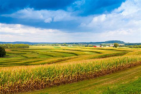 Iowa Cornfield Stock Photos, Pictures & Royalty-Free Images - iStock