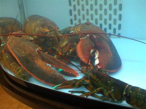 lobster tank size | MyConfinedSpace