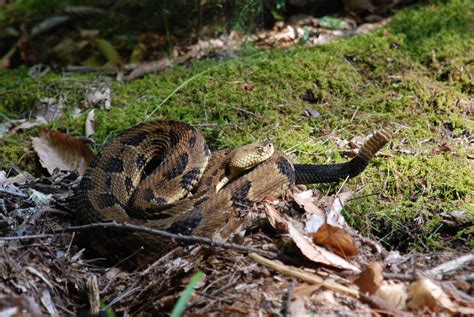 Timber Rattlesnakes: Cool Facts and an Uncertain Future