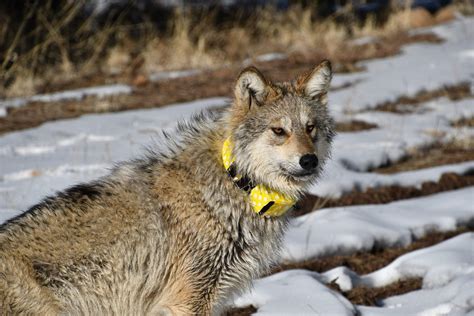 Endangered Mexican Wolf Population Surpasses 200 - hoptraveler