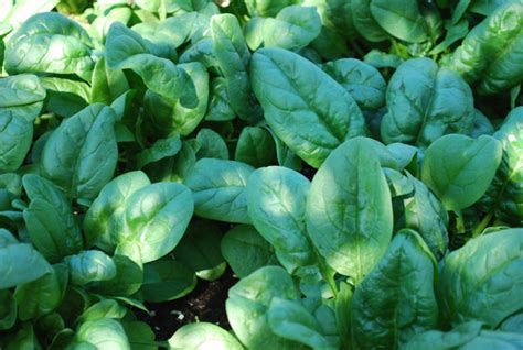 Spinach Growing Stages