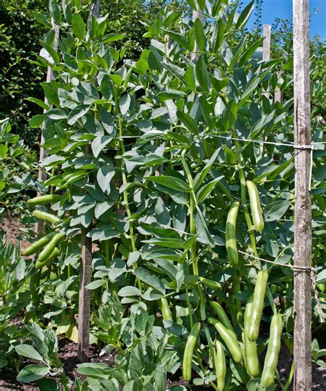 How to grow broad beans: add these low-maintenance crops to your veg plot | Gardeningetc