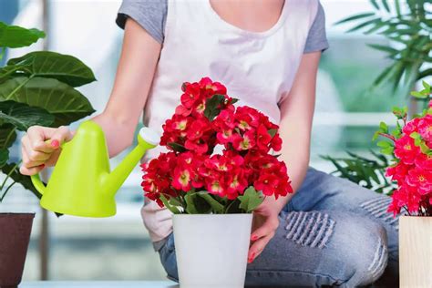 Flower Care Tips