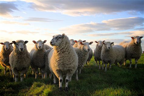 Revenons à nos moutons - French Expression