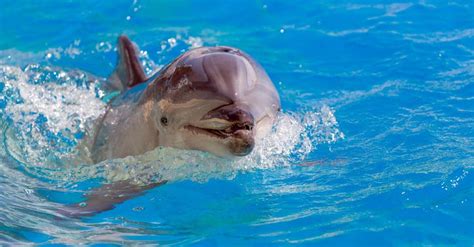 Dolphin Brain vs Human Brain: What Are the Differences? - A-Z Animals