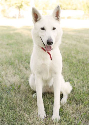 White German Shepherd Mix | White german shepherd, German shepherd husky mix, German shepherd husky