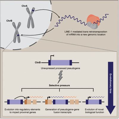 Processed pseudogenes: A substrate for evolutionary innovation - Troskie - 2021 - BioEssays ...