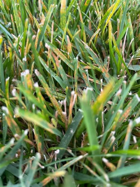 Lawn Rust Fungus: THE BEST Guide To Grass Rust Disease