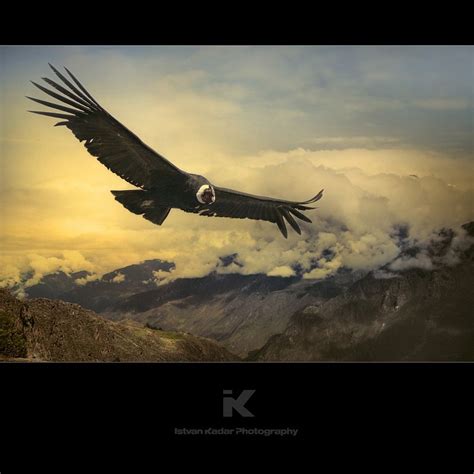 Andean Condor | Andean condor, Pet birds, Cóndor tattoo