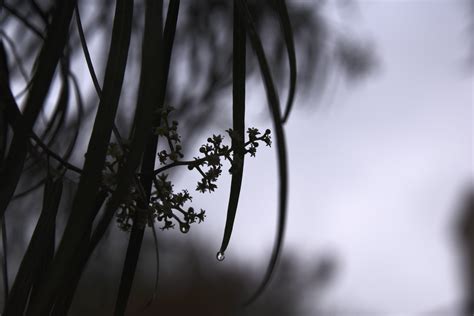 Rain Silhouette Free Stock Photo - Public Domain Pictures