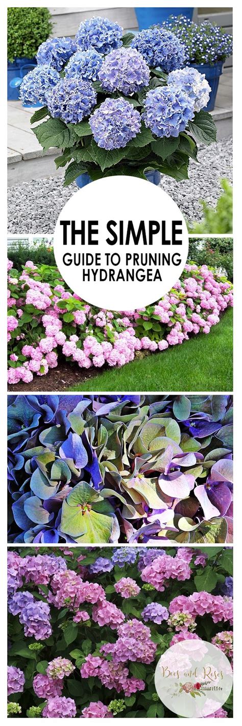 Pruning Hydrangeas: How To, When To, Spring, Winter, Fall, Summer ...